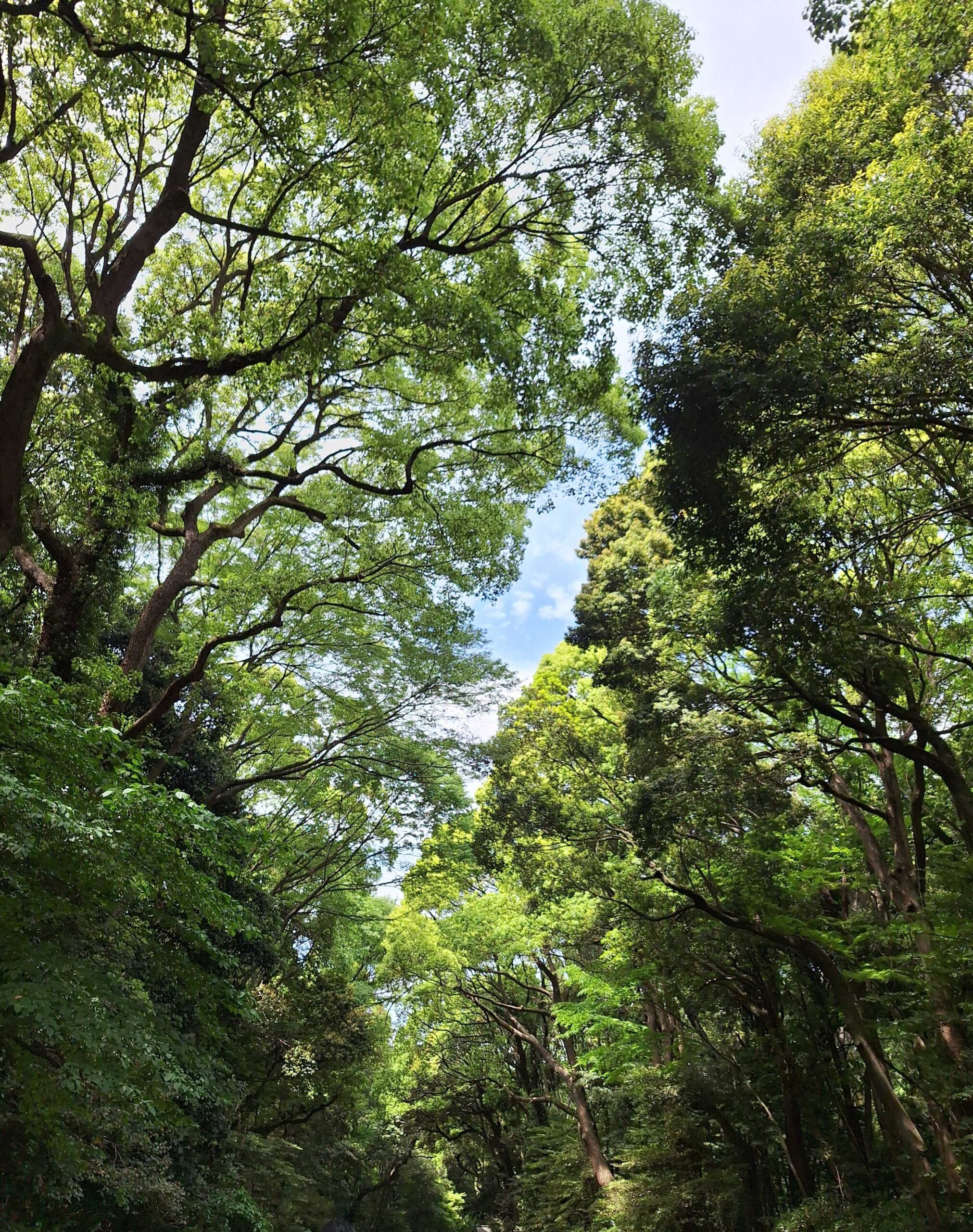 【GWの小話】明治神宮と香取神宮に行ってきました